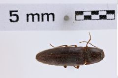 Foto (Dorsalansicht) von Melanotus trapezoides (LeConte, 1853) (NHMW-ZOO-COL-0007785)